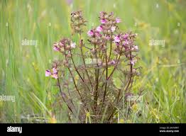 Attēlu rezultāti vaicājumam “Pedicularis palustris leaf”