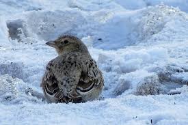 Image result for Melanocorypha yeltoniensis