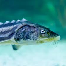 Image result for Huso brevirostrum