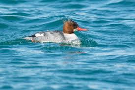 Attēlu rezultāti vaicājumam “Mergus merganser juvenile”