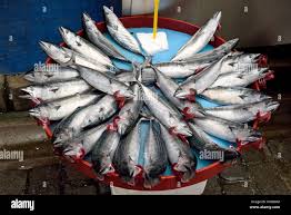 Image result for Sarda sarda