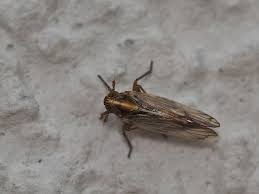 Attēlu rezultāti vaicājumam “Javesella pellucida”