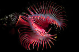 Attēlu rezultāti vaicājumam “Gulielmina vermicularis”