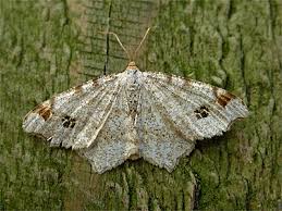 Attēlu rezultāti vaicājumam “Macaria notata”