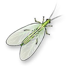 Attēlu rezultāti vaicājumam “Chrysopa”