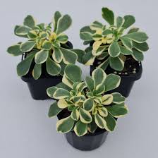 Image result for Aichryson