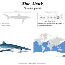 Image result for Prionace glauca