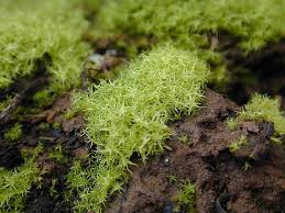 Attēlu rezultāti vaicājumam “Dicranella schreberiana”