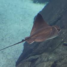 Image result for Myliobatis aquila