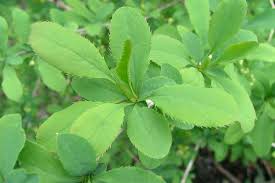 Attēlu rezultāti vaicājumam “Berberis vulgaris”