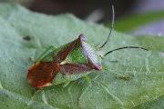 Attēlu rezultāti vaicājumam “Adelphocoris quadripunctatus imago”