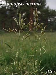 Attēlu rezultāti vaicājumam “Bromopsis inermis fruit”
