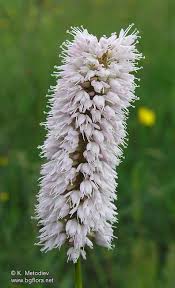 Attēlu rezultāti vaicājumam “Bistorta major flower”