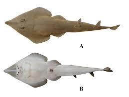 Image result for Acroteriobatus blochii