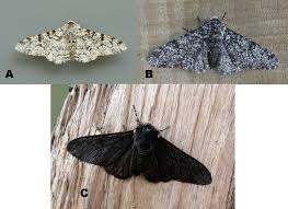 Attēlu rezultāti vaicājumam “Biston betularia”