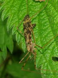 Attēlu rezultāti vaicājumam “Epiphragma ocellare”