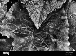 Attēlu rezultāti vaicājumam “Telekia speciosa leaf”