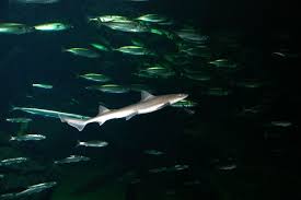 Image result for Mustelus asterias