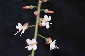 Attēlu rezultāti vaicājumam “Circaea lutetiana bud”