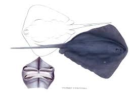 Image result for Pteroplatytrygon violacea