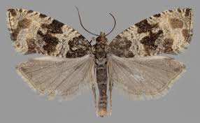 Attēlu rezultāti vaicājumam “Orthotaenia undulana”