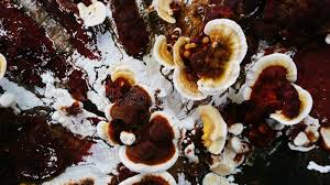 Attēlu rezultāti vaicājumam “Plicaturopsis crispa”