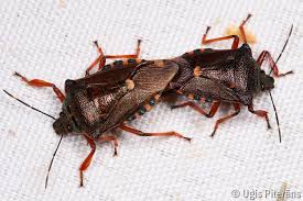 Attēlu rezultāti vaicājumam “Pinthaeus sanguinipes”