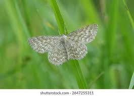 Attēlu rezultāti vaicājumam “Scopula immorata”