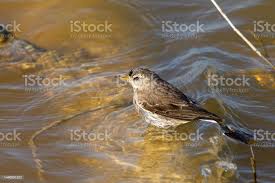 Image result for Anthus spinoletta