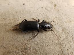 Attēlu rezultāti vaicājumam “Broscus cephalotes”