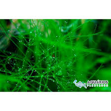 Attēlu rezultāti vaicājumam “Nitella flexilis”