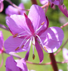 Attēlu rezultāti vaicājumam “Epilobium angustifolium flower”