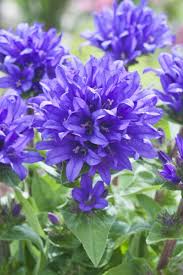 Attēlu rezultāti vaicājumam “Campanula glomerata bud”