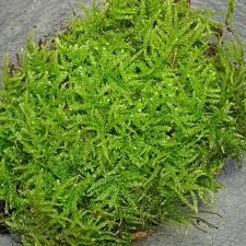 Attēlu rezultāti vaicājumam “Eurhynchium striatum”