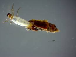 Attēlu rezultāti vaicājumam “Limnephilus larva”