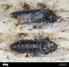 Attēlu rezultāti vaicājumam “Dasytes caeruleus imago”