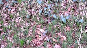 Attēlu rezultāti vaicājumam “Stellaria holostea fruit”