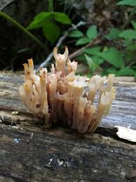 Attēlu rezultāti vaicājumam “Clavicorona pyxidata”