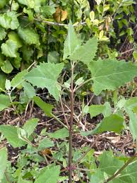 Attēlu rezultāti vaicājumam “Atriplex calotheca leaf”