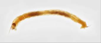 Attēlu rezultāti vaicājumam “Chironomidae larvae”