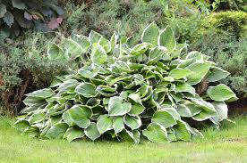 Image result for Hosta fortunei albomarginata