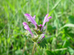 Attēlu rezultāti vaicājumam “Lamium amplexicaule flower”