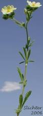 Image result for Potentilla recta