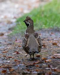 Attēlu rezultāti vaicājumam “Tetrastes bonasia female”