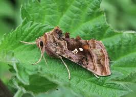 Attēlu rezultāti vaicājumam “Autographa pulchrina”