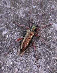 Attēlu rezultāti vaicājumam “Donacia clavipes”