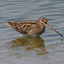 Attēlu rezultāti vaicājumam “Gallinago gallinago eggs”