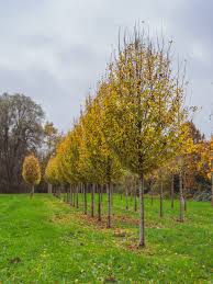 Attēlu rezultāti vaicājumam “Carpinus betulus”