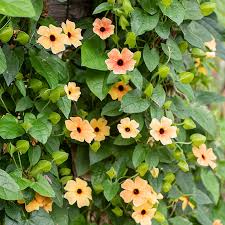 Image result for Thunbergia alata