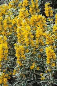 Attēlu rezultāti vaicājumam “Lysimachia punctata”